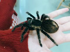 -藦茜花园宠物主题亲子互动体验馆(国顺东路店)