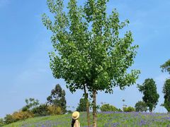 -白鹭湾湿地公园