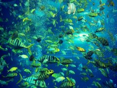 -太平洋海底世界