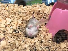 -乐宠宠物店(世纪金源店)