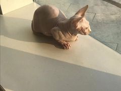 -飞行喵MR PILOT|猫舍·猫咖(静安大融城店)