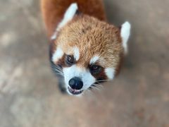 -云南野生动物园