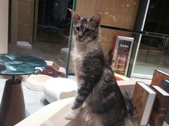 -瞄一喵猫咖(格力海岸店)