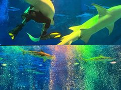 -海合安成都极地海洋公园