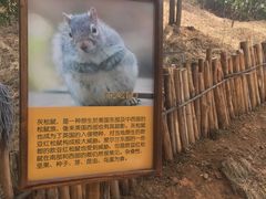 -欢乐松鼠谷