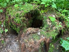 -五营红松林海景区