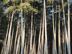 -杭州植物园