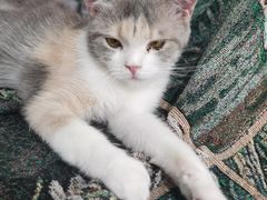 -平行世界·猫咖(首经贸店)