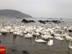 -烟墩角天鹅湖