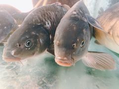 -微山湖湖畔好客居鱼馆渔家菜(微山湖风景区店)