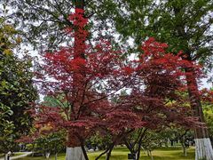 -南京中国近代史遗址博物馆(南京总统府)