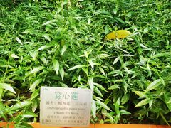 -广州神农草堂中医药博物馆
