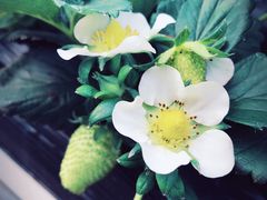 -甜心庄园·甜心草莓采摘园(西青中北店)