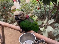 -南宫五洲植物乐园