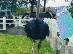 -瑞穗牧场