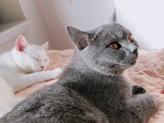 -猫宠乐园·专业洗护