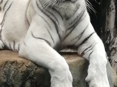-灵玲国际马戏城