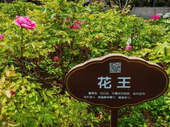 -洛阳市牡丹公园