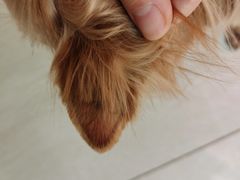 -欧奕国际动物医院