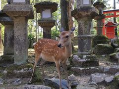 -奈良公园