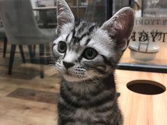 -袖虎·猫馆(体育西路店)