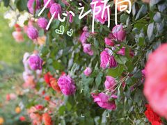 -朝阳公园
