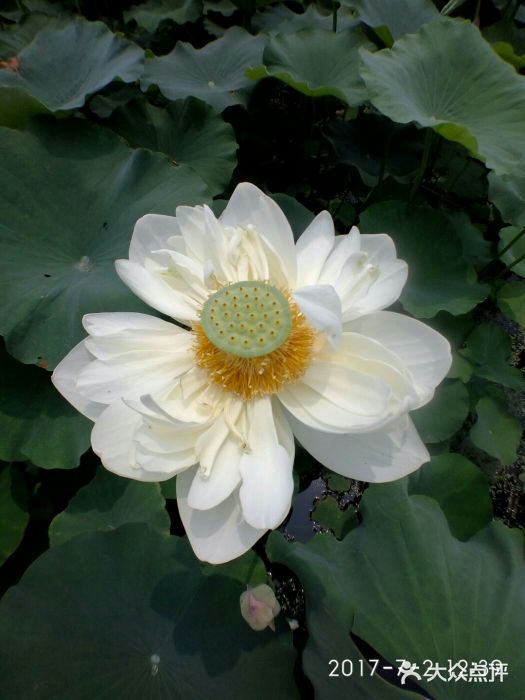 白洋淀风景区莲花图片