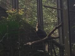 -新加坡飞禽公园