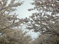 -高东镇樱花园