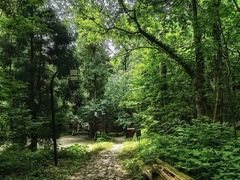 -天目山大树王景区