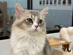 -有喵·猫咖·狗咖·30几只猫10只小狗(岗厦店)