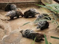 -海南热带野生动植物园