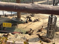 -石家庄市动物园