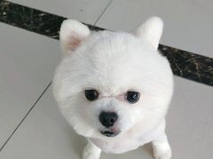-宠颐生嘉德动物医院