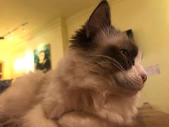 -猫色咖啡·猫咖
