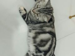 -糯米喵星人·撸猫猫舍咖啡馆(西市场嘉华店)