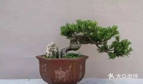 传统通派盆景的特点  