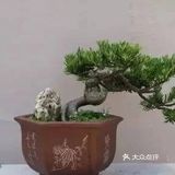 传统通派盆景的特点  