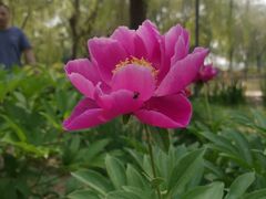 -石家庄市植物园