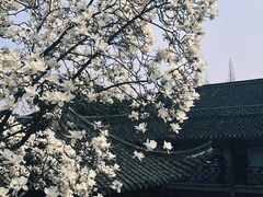 -何园