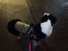 -宠颐生斯嘉宠物医院·急重症·心内科(谷阳北路分院)