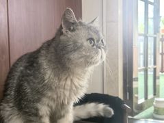 -楼上猫咖(罗湖店)