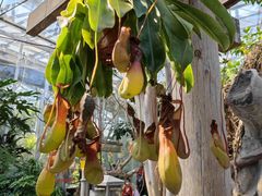 -北京植物园-展览温室