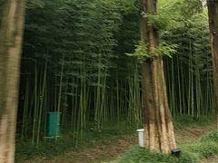 -黄海国家森林公园