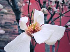 -东华门大街小区