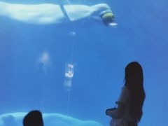 -海合安成都极地海洋公园