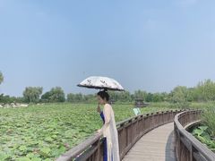 -羊亭河湿地公园