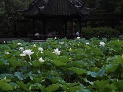 -上海醉白池公园