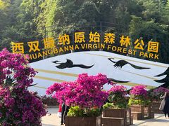 -西双版纳原始森林公园