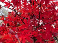 -上海佘山国家森林公园天马山园